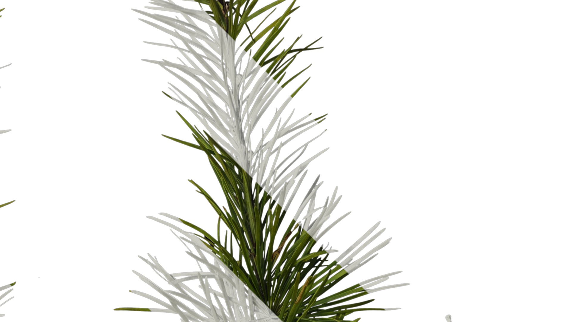 Anydrafts Pseudolarix amabilis Atlas 04 Texture_2