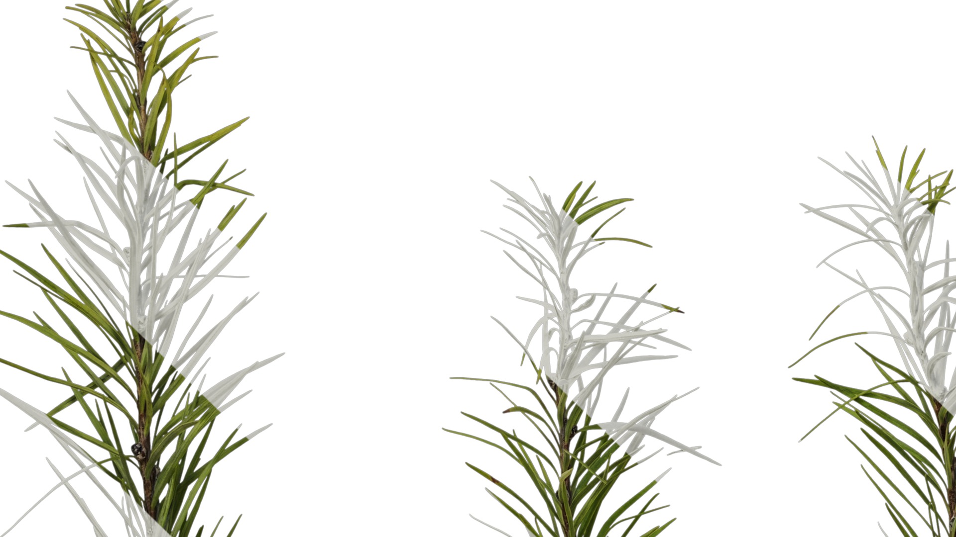 Anydrafts Pseudolarix amabilis Atlas 04 Texture_5