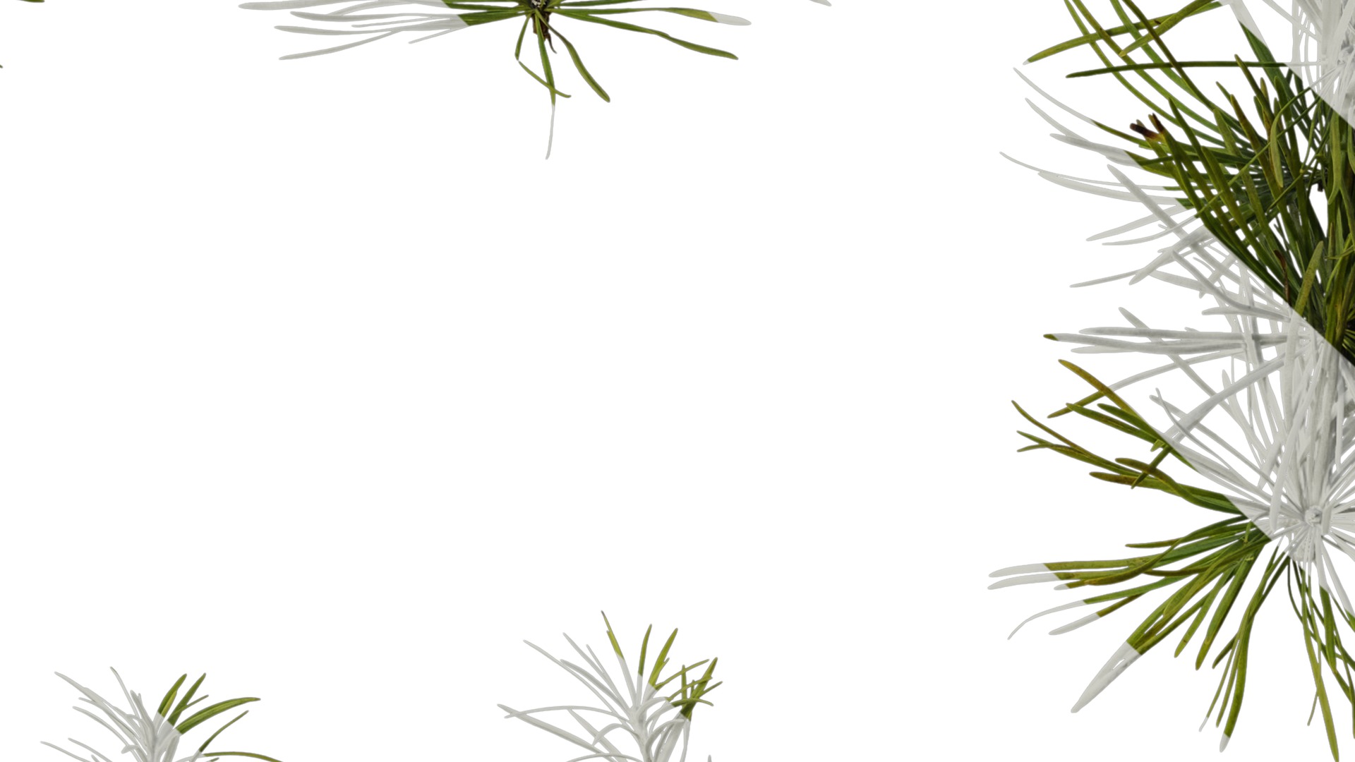 Anydrafts Pseudolarix amabilis Atlas 04 Texture_7