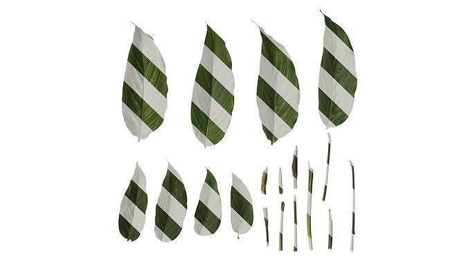 Anydrafts Calathea ornata Leaf 01 B Texture