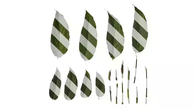 Anydrafts Calathea ornata Leaf 01 B