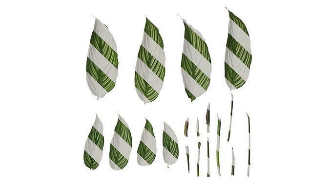 Anydrafts Calathea ornata Leaf 01 F Texture