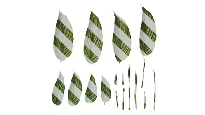 Anydrafts Calathea ornata Leaf 01 F