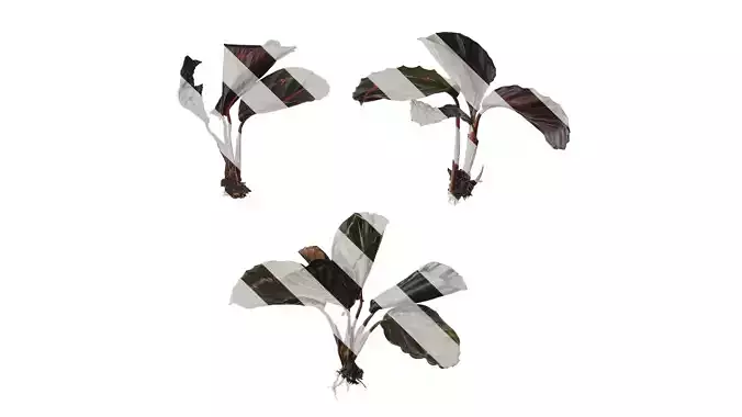 Anydrafts Calathea roseopicta 01 Atlas 01