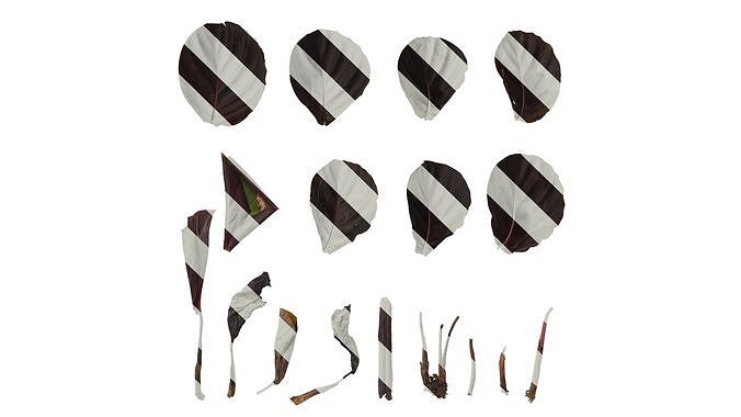 Anydrafts Calathea roseopicta 01 Leaf 01 B Texture