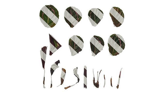 Anydrafts Calathea roseopicta 01 Leaf 01 F Texture