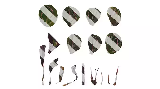 Anydrafts Calathea roseopicta 01 Leaf 01 F