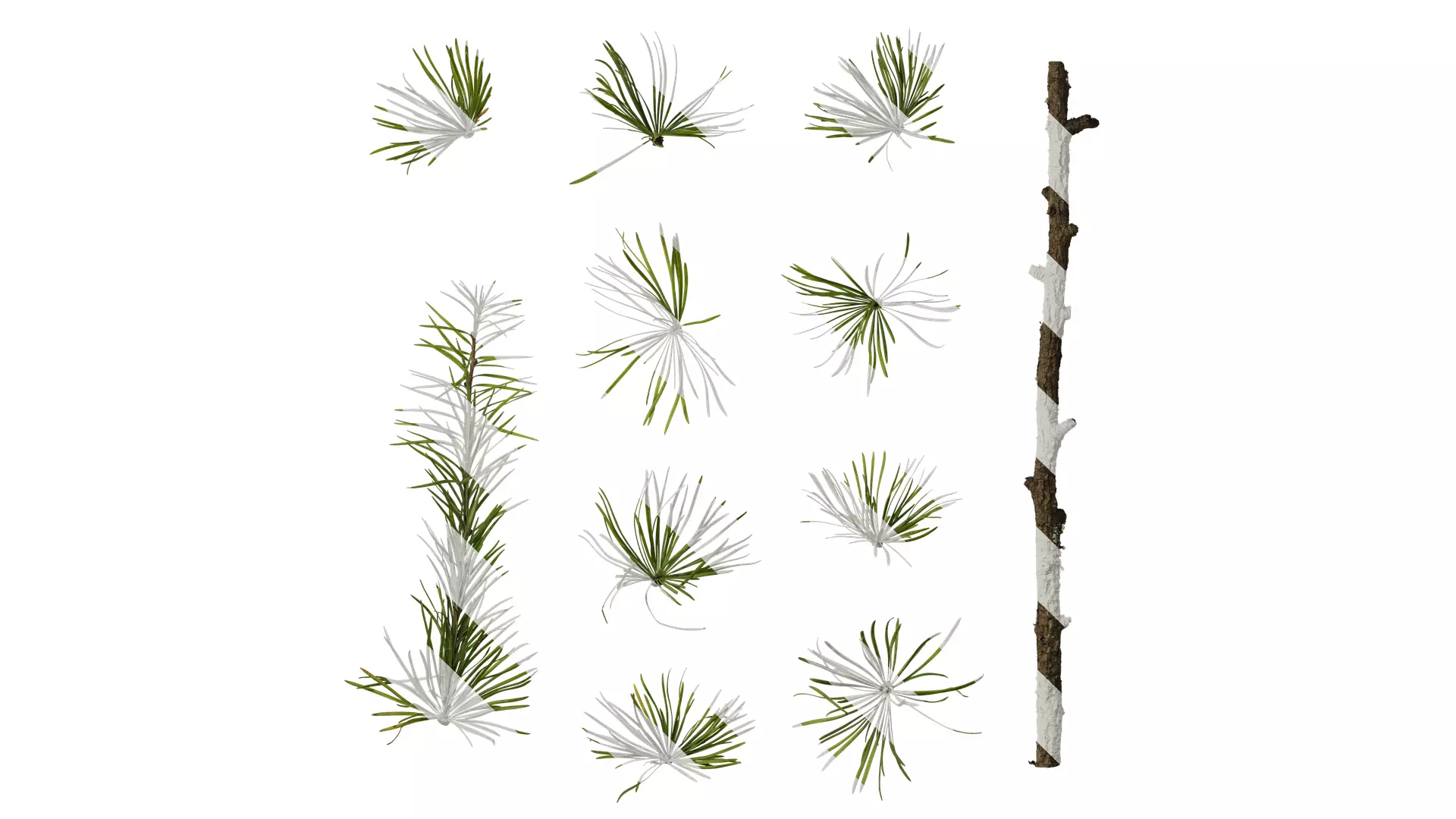 Anydrafts Pseudolarix amabilis Atlas 06 Texture