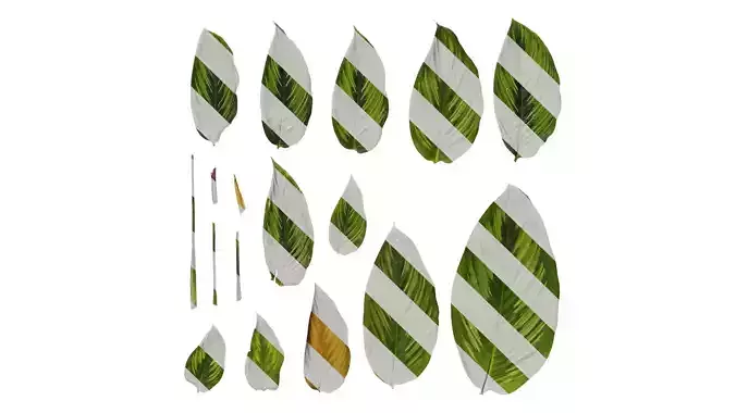 Anydrafts Calathea sanderiana gentil Leaf 01 F