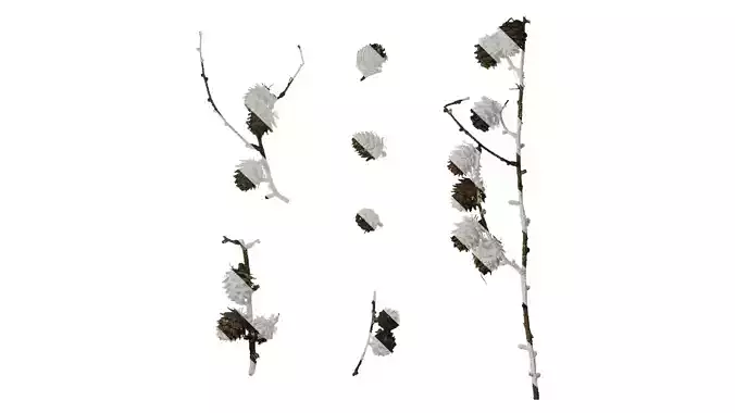 Anydrafts Pseudolarix amabilis Fruit 01