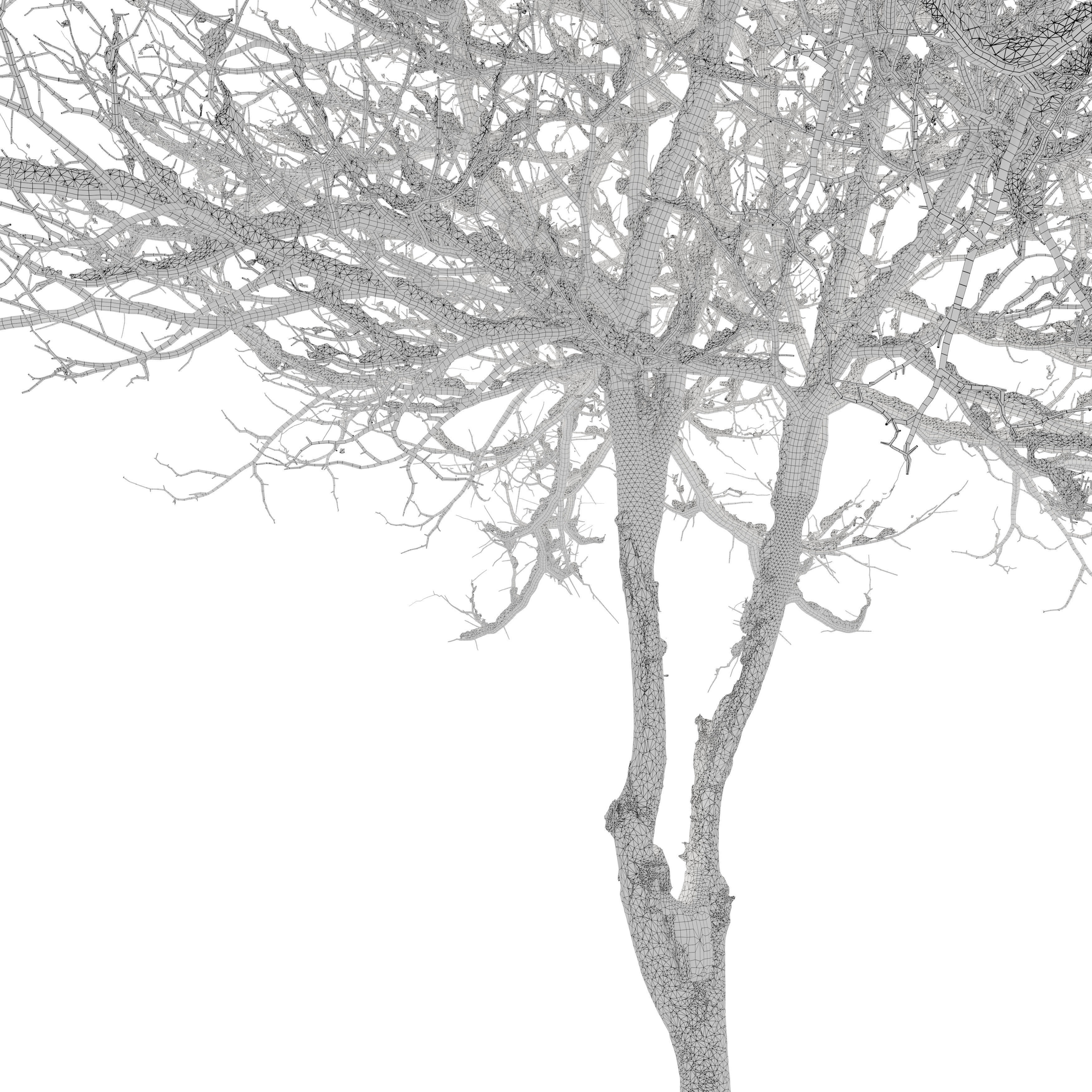 Winter Dogwood tree 3D model_4