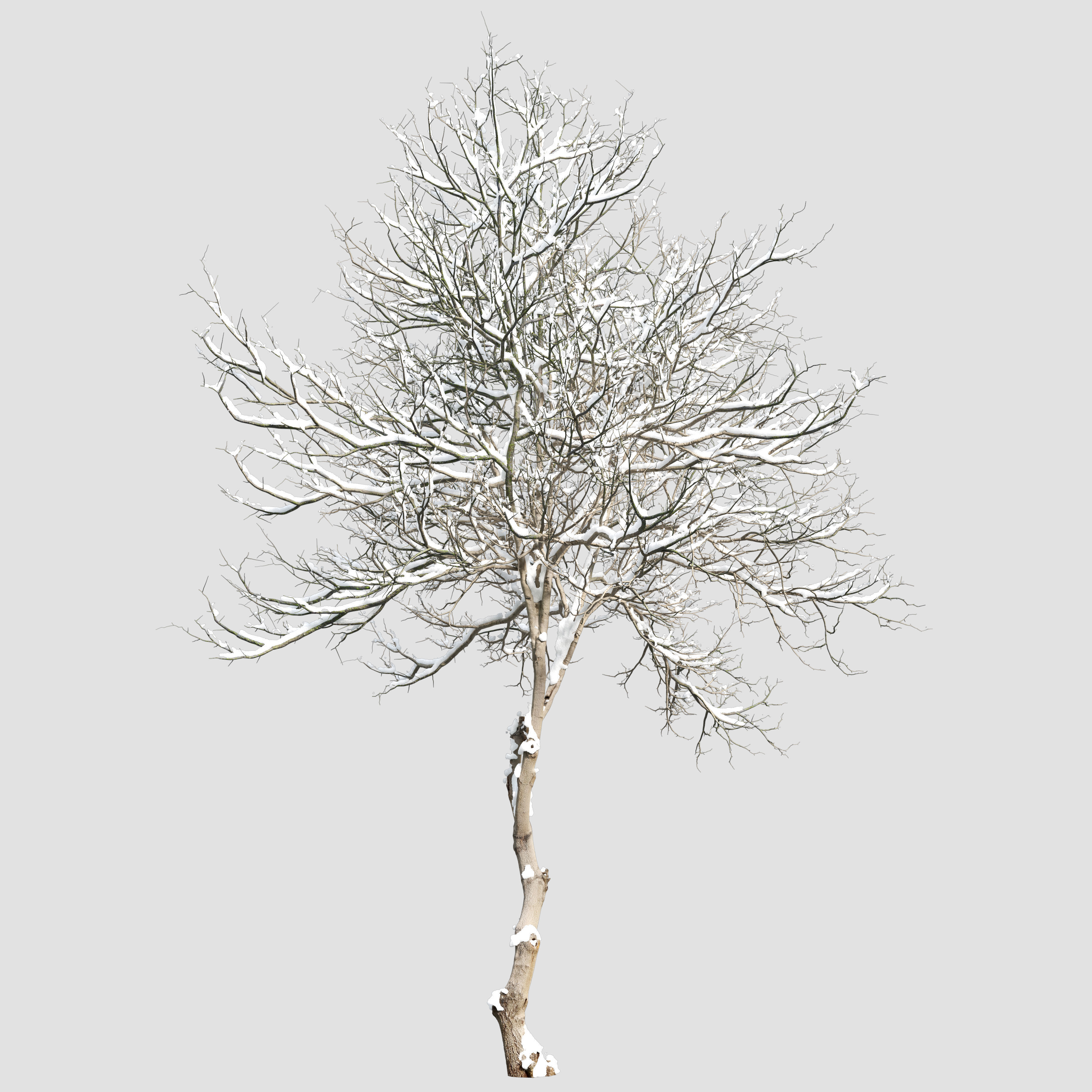 Winter Dogwood tree 3D model_2