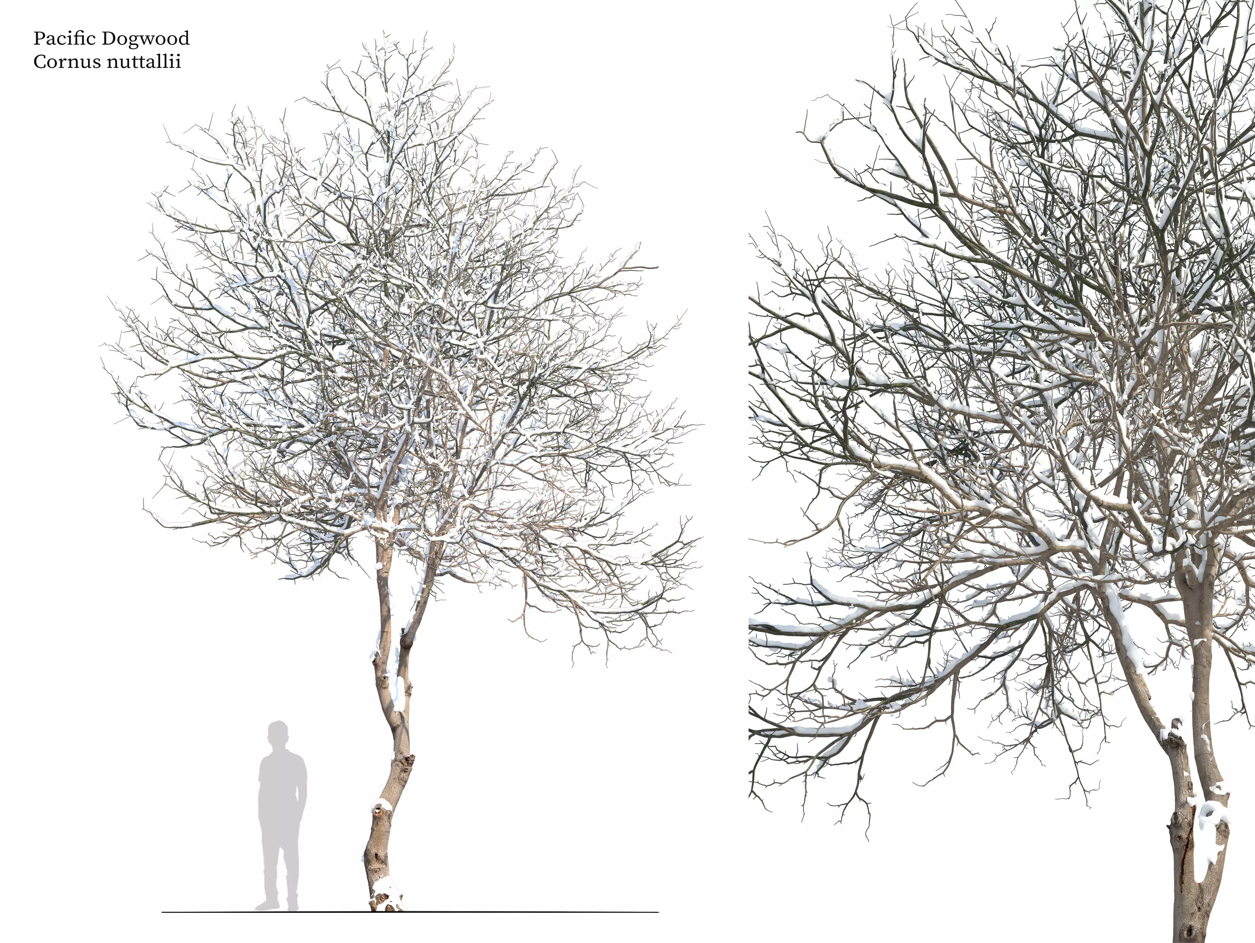 Winter Dogwood tree 3D model_0