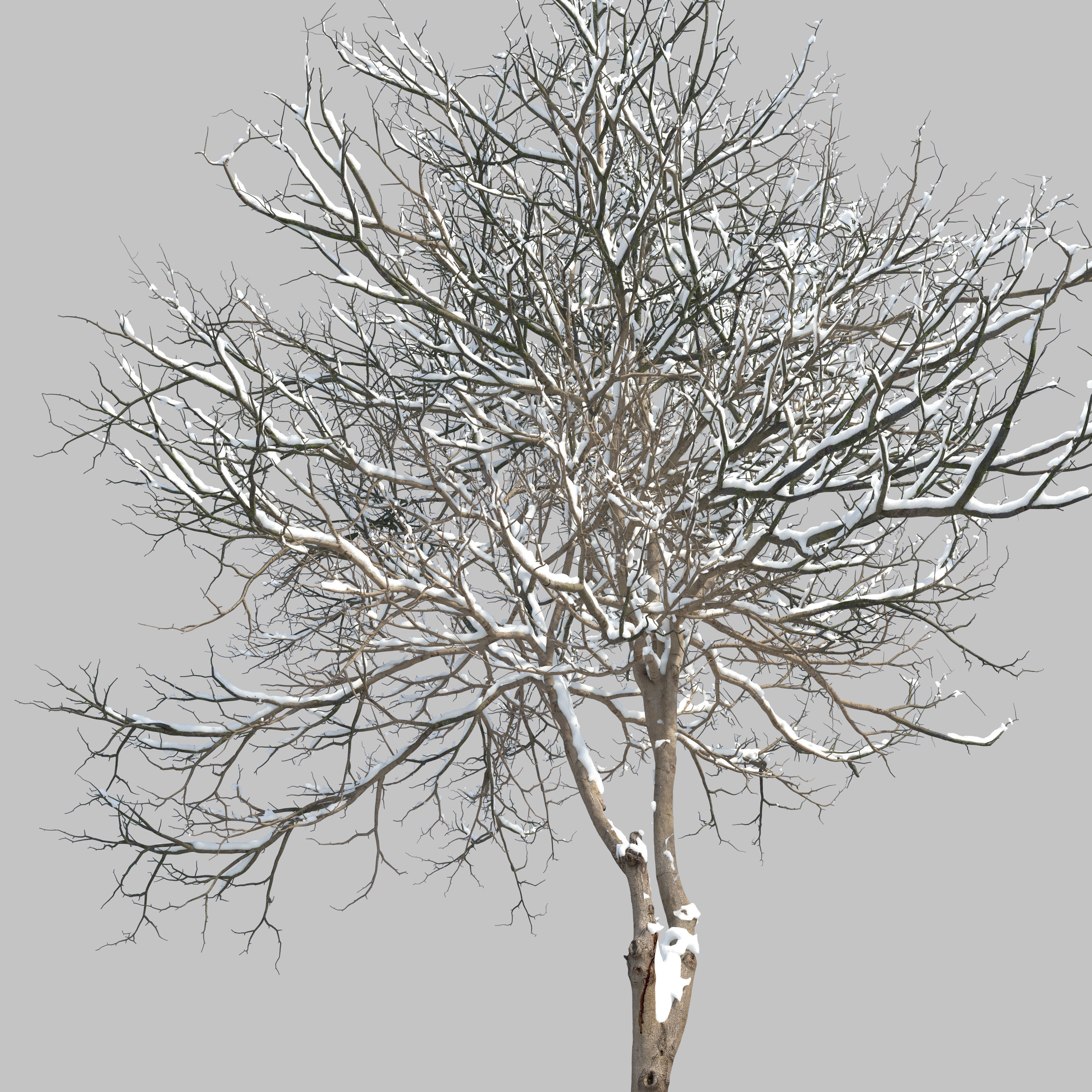 Winter Dogwood tree 3D model_3