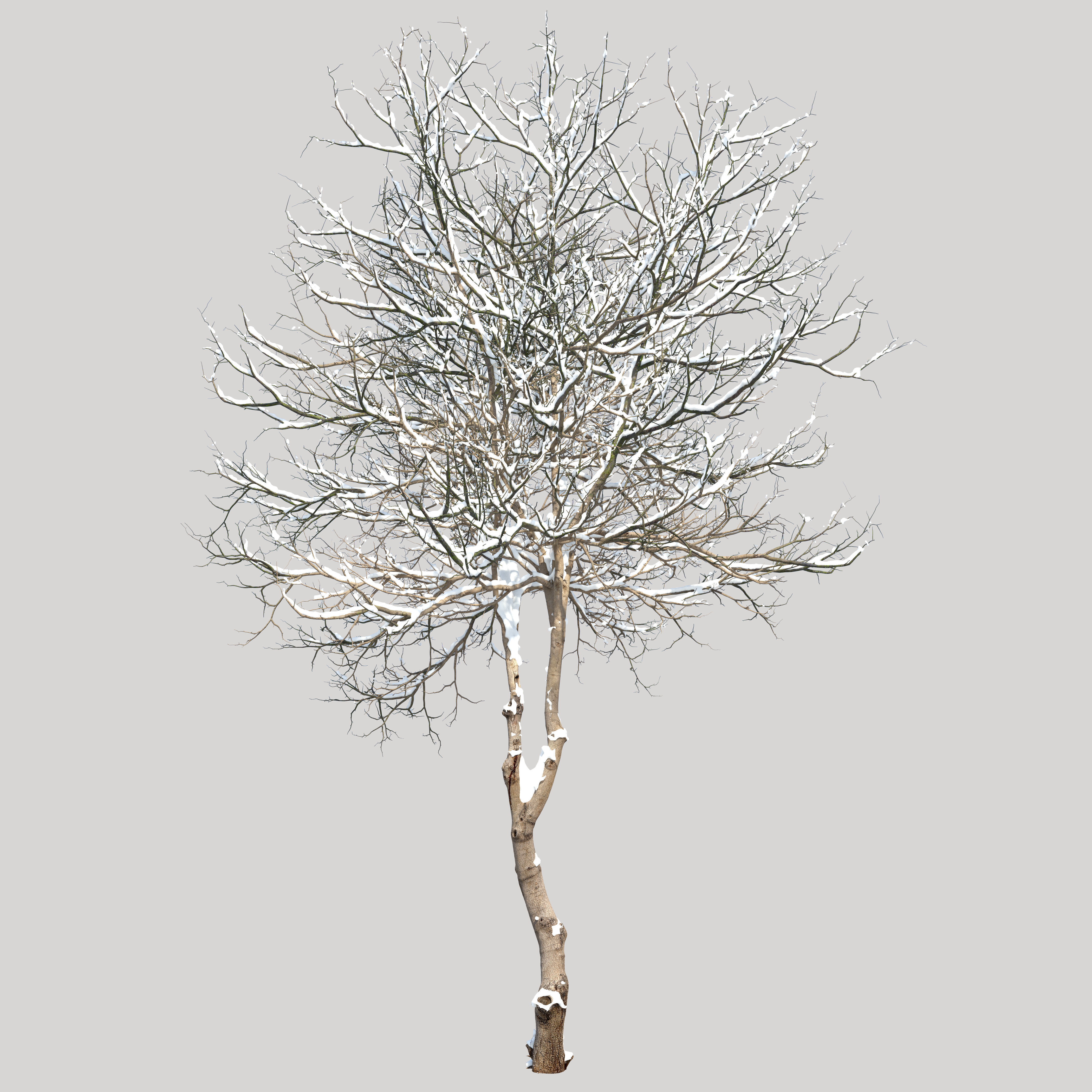 Winter Dogwood tree 3D model_1