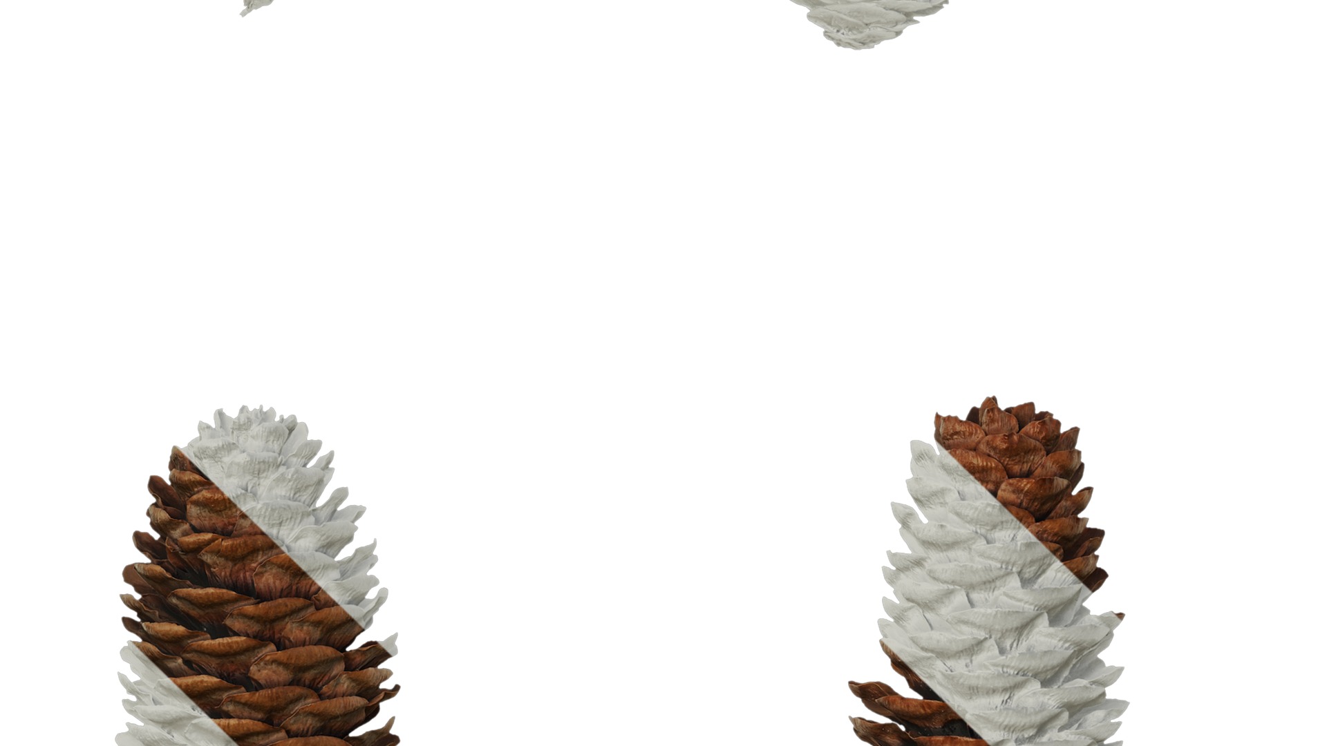 Anydrafts Pseudolarix amabilis Fruit 02 Texture_5