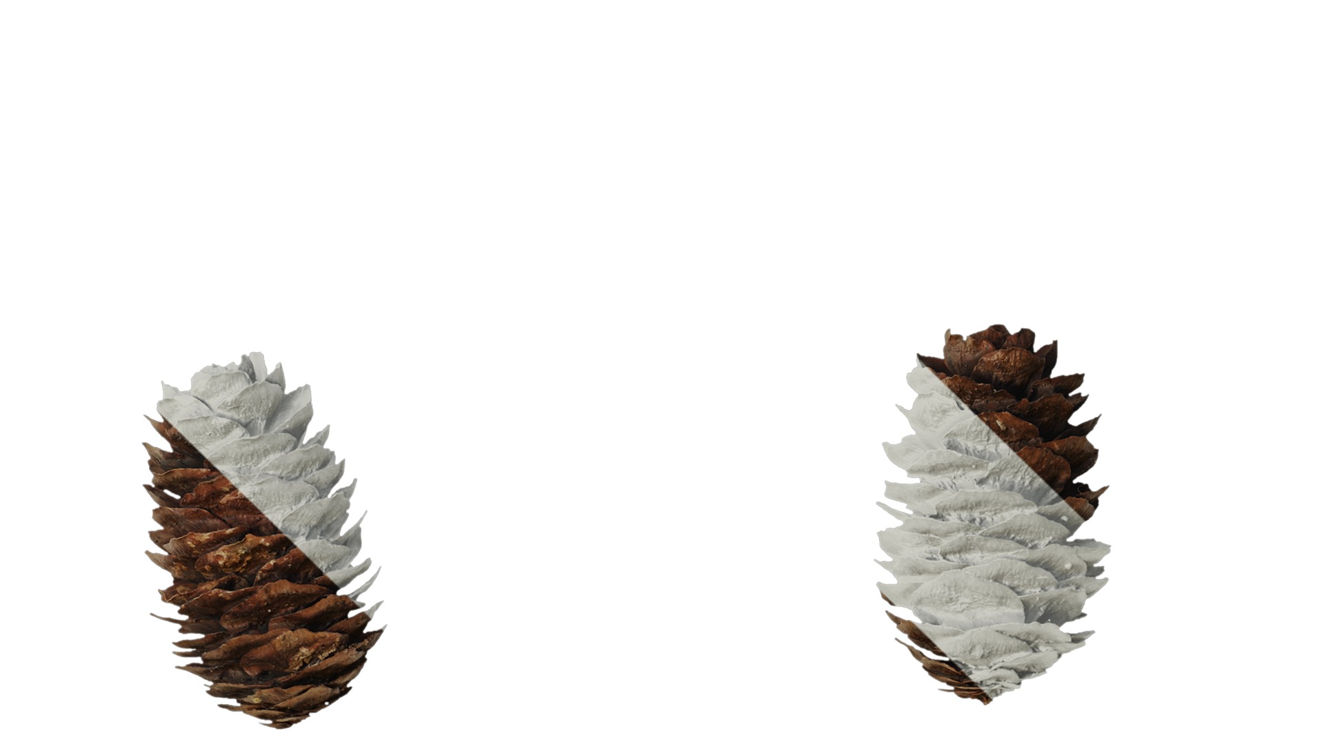 Anydrafts Pseudolarix amabilis Fruit 02 Texture_4