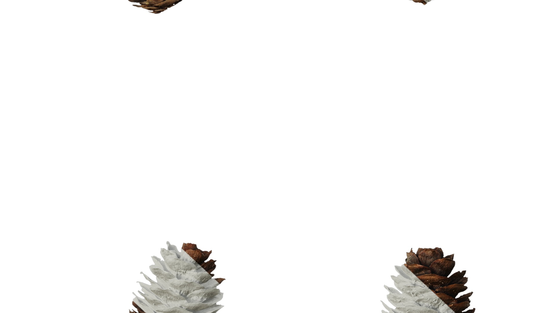 Anydrafts Pseudolarix amabilis Fruit 02 Texture_6