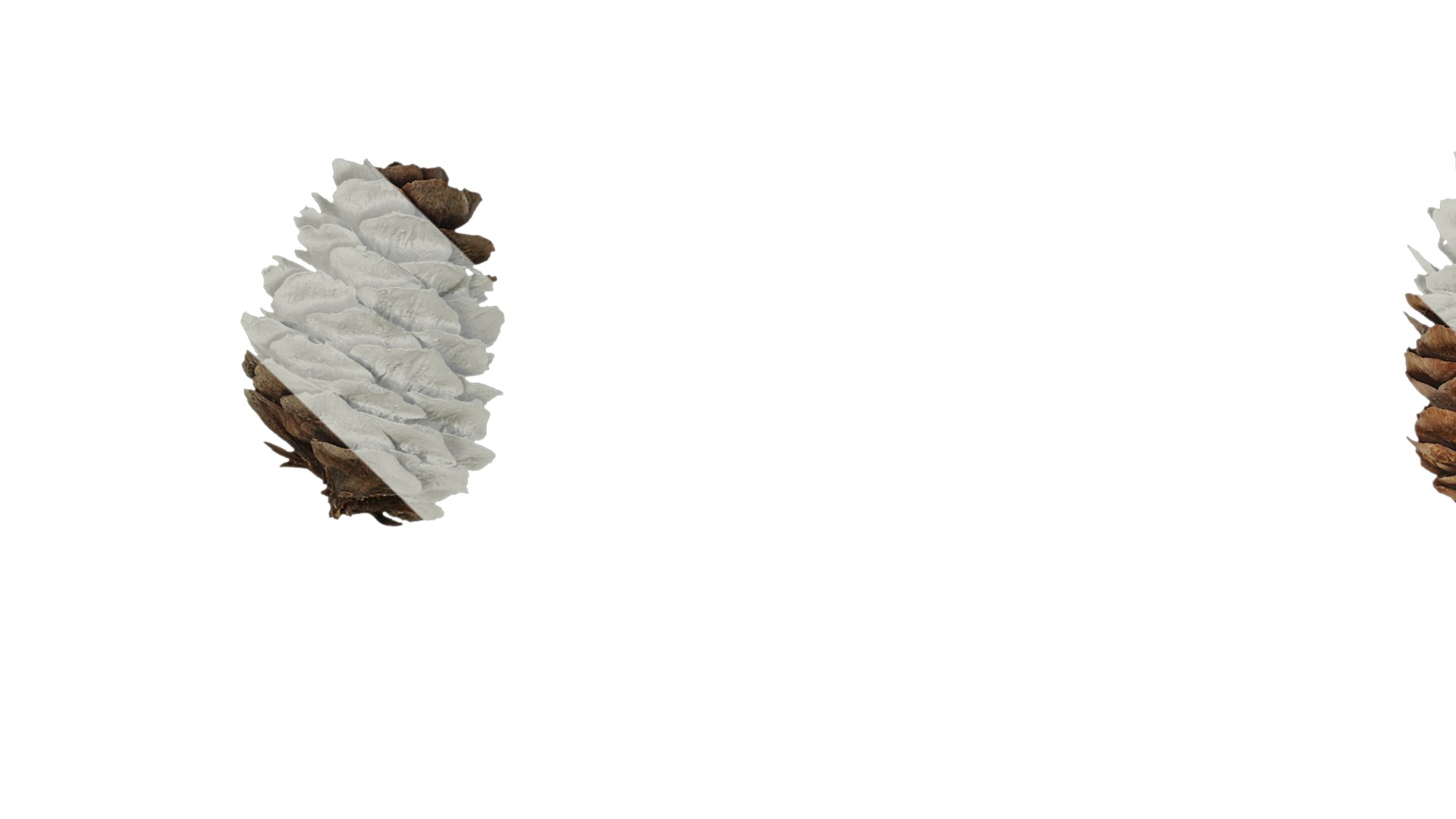 Anydrafts Pseudolarix amabilis Fruit 02 Texture_1