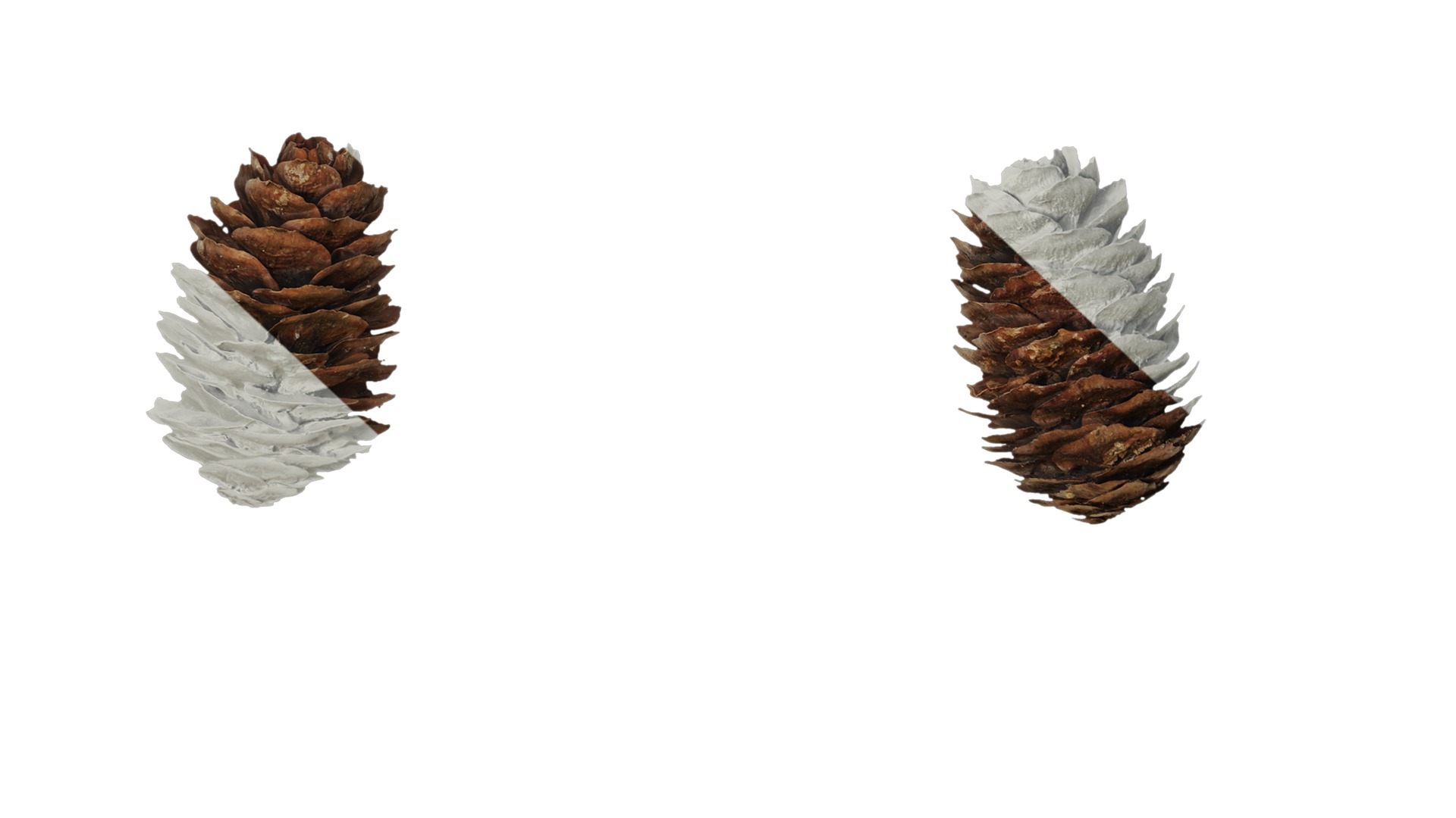 Anydrafts Pseudolarix amabilis Fruit 02 Texture_7