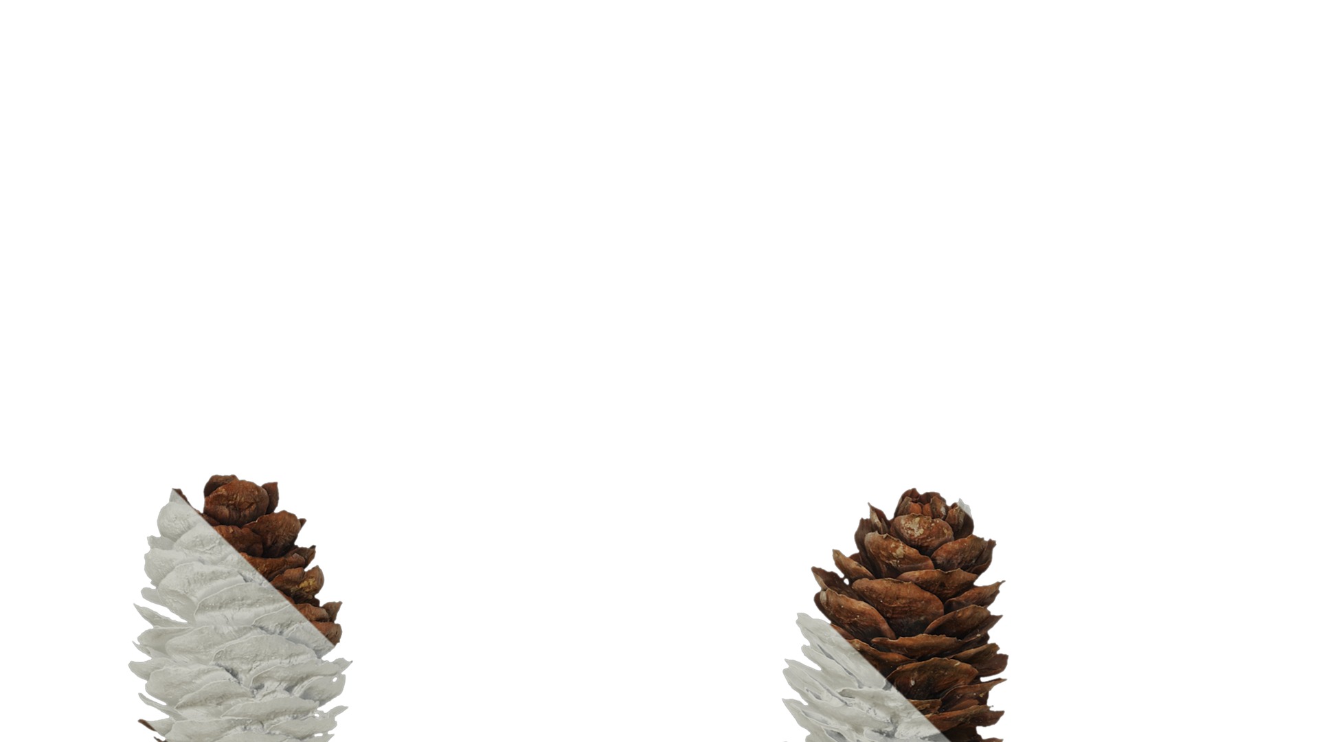 Anydrafts Pseudolarix amabilis Fruit 02 Texture_3