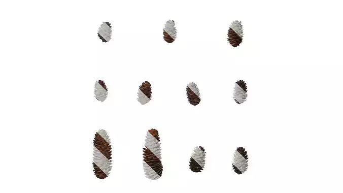 Anydrafts Pseudolarix amabilis Fruit 02