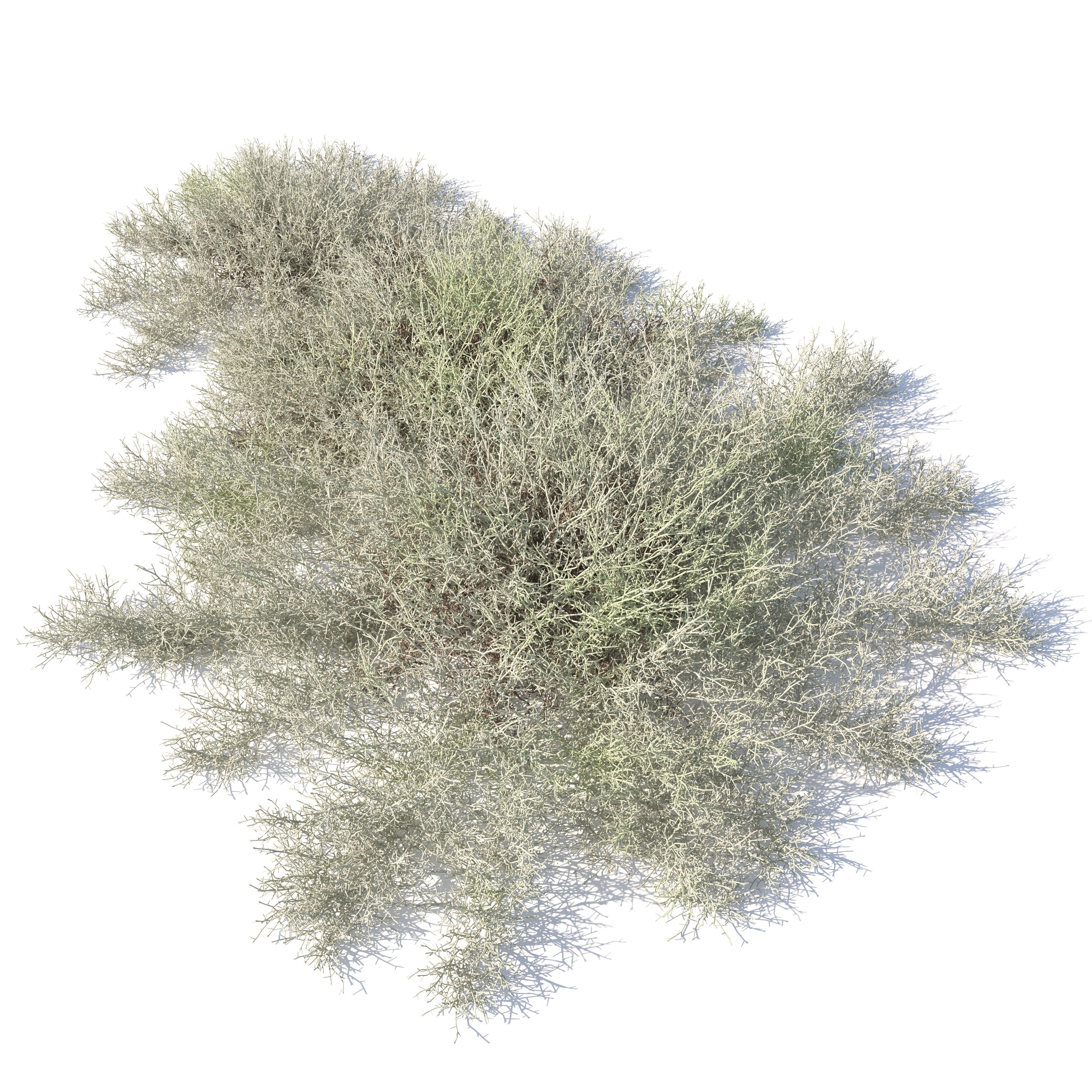 Leucophyta 3D model_1