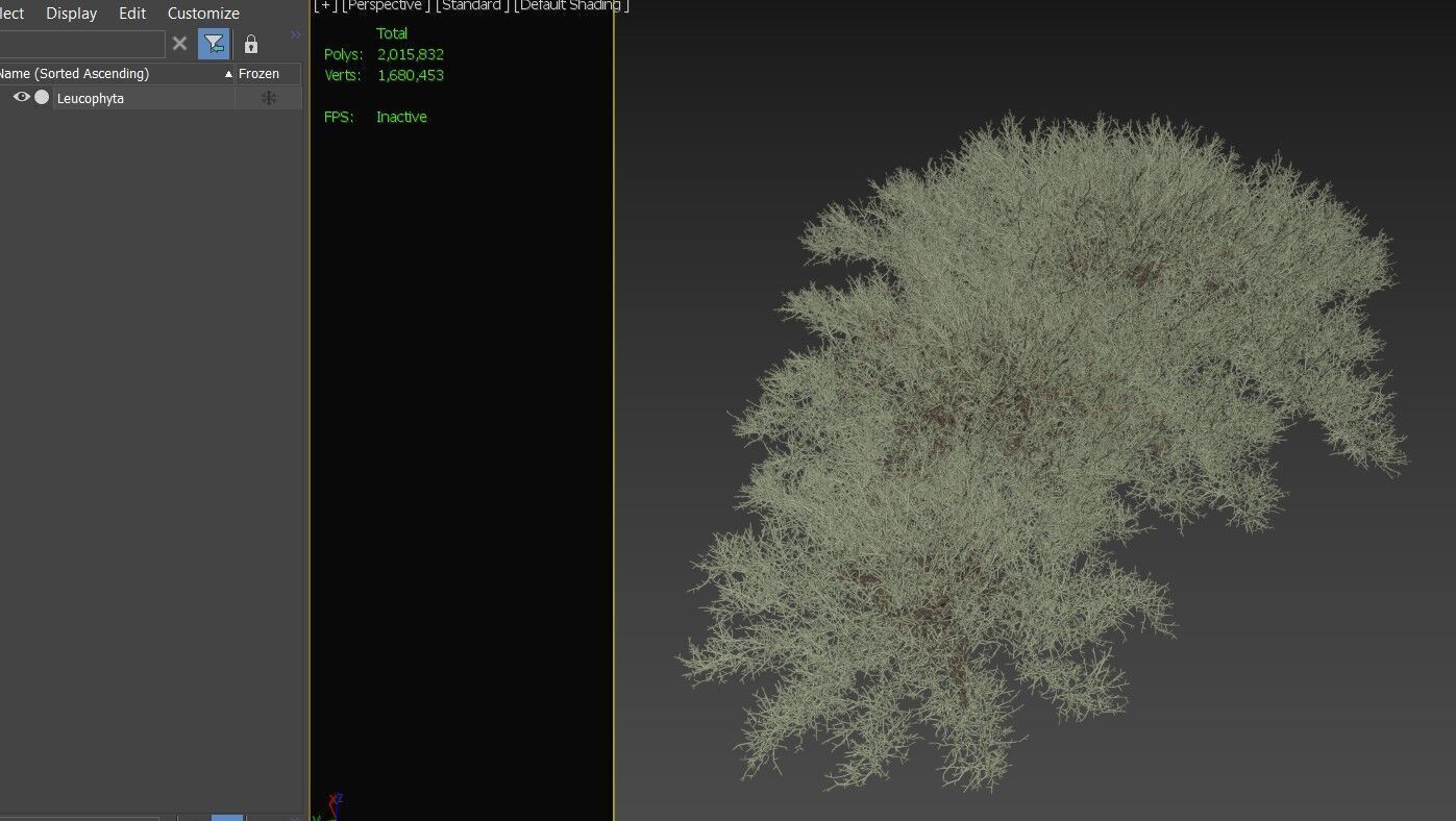 Leucophyta 3D model_5