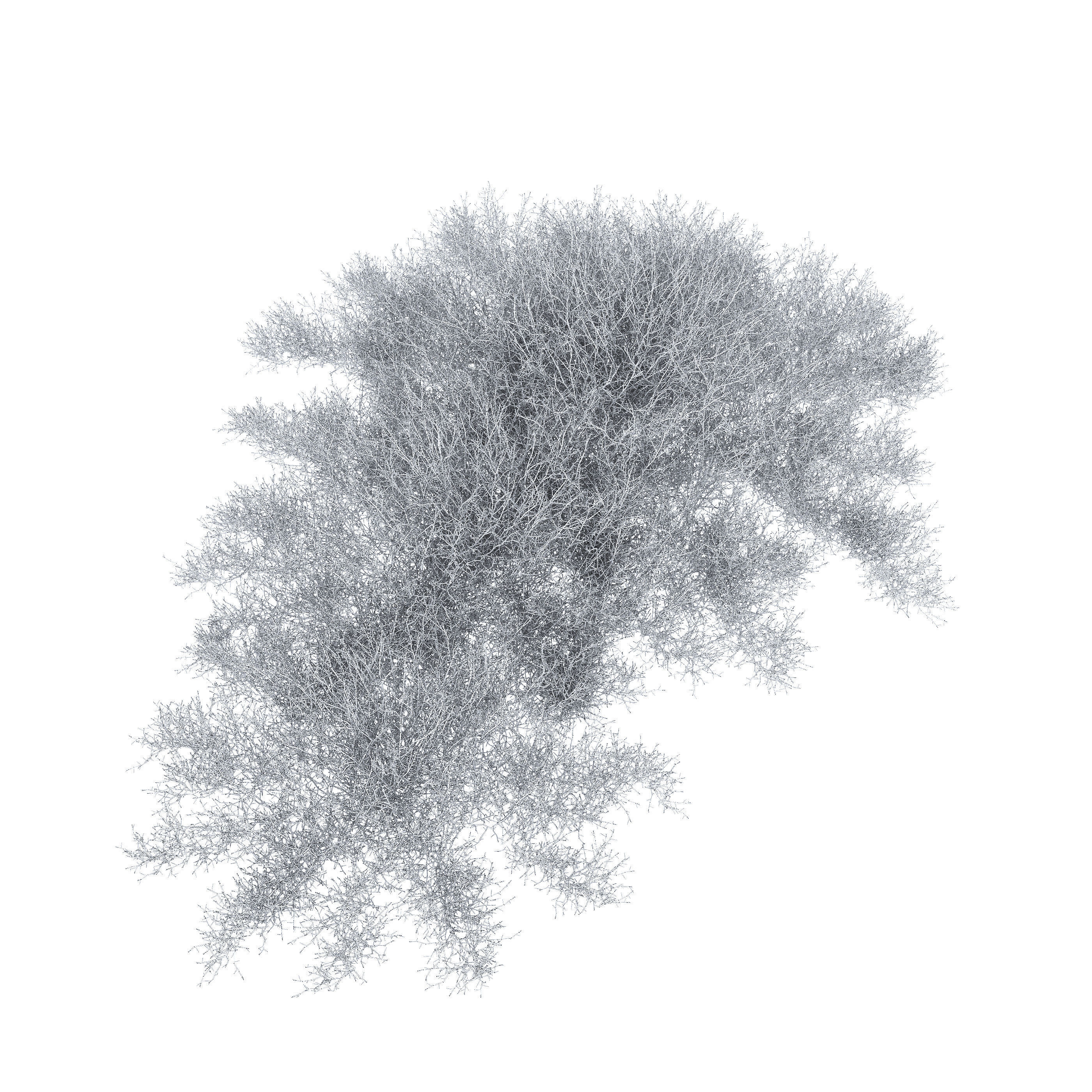 Leucophyta 3D model_4