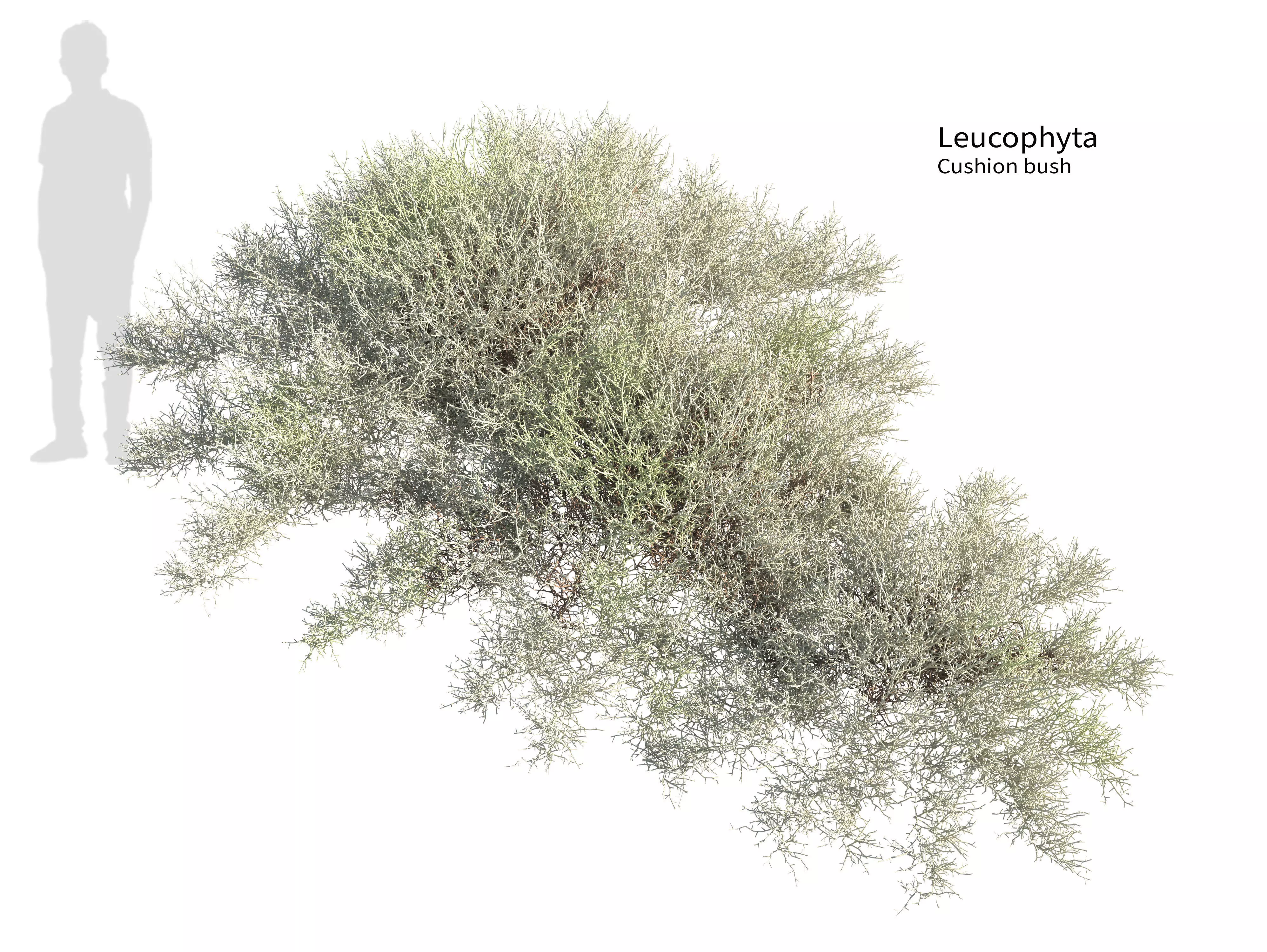 Leucophyta 3D model_0