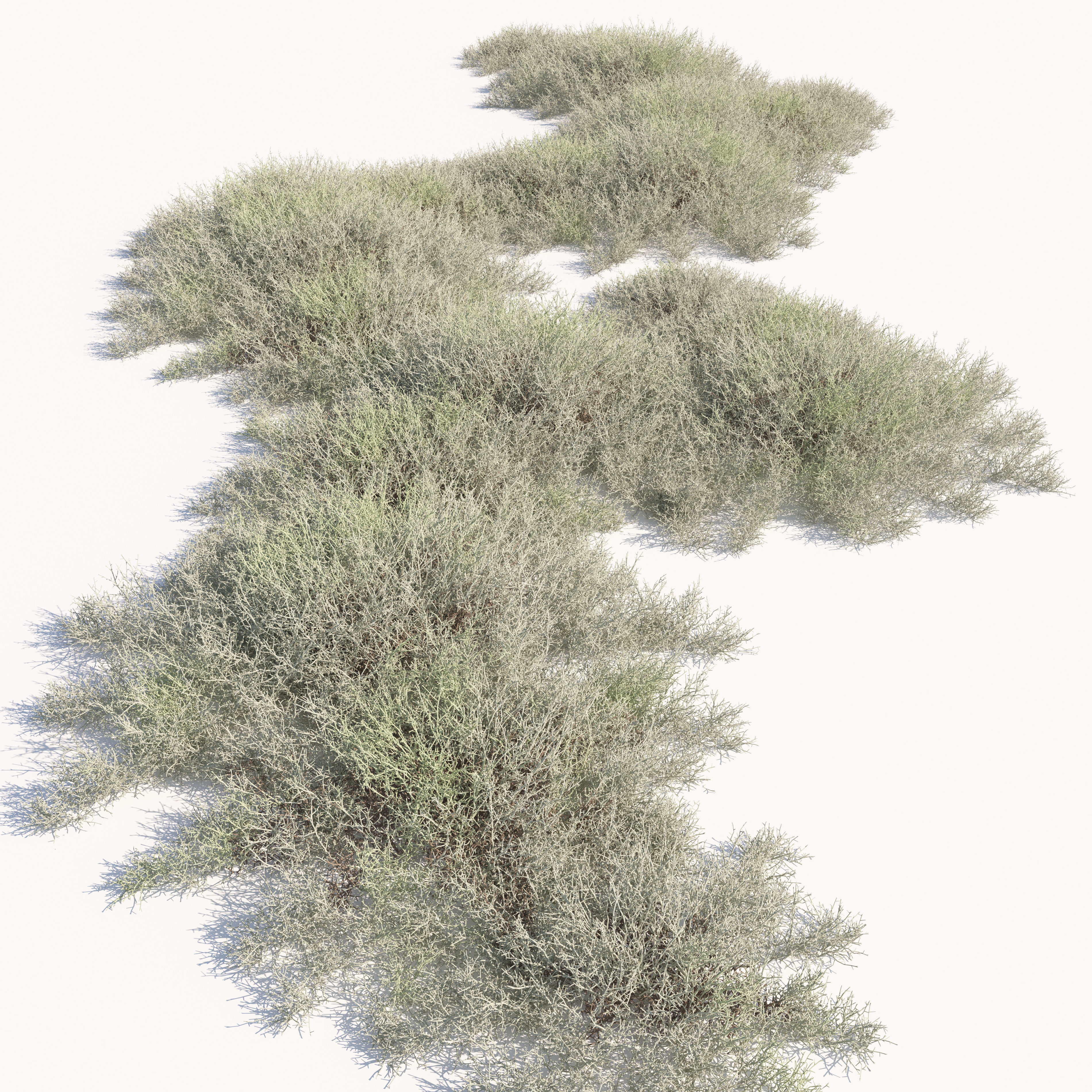 Leucophyta 3D model_2