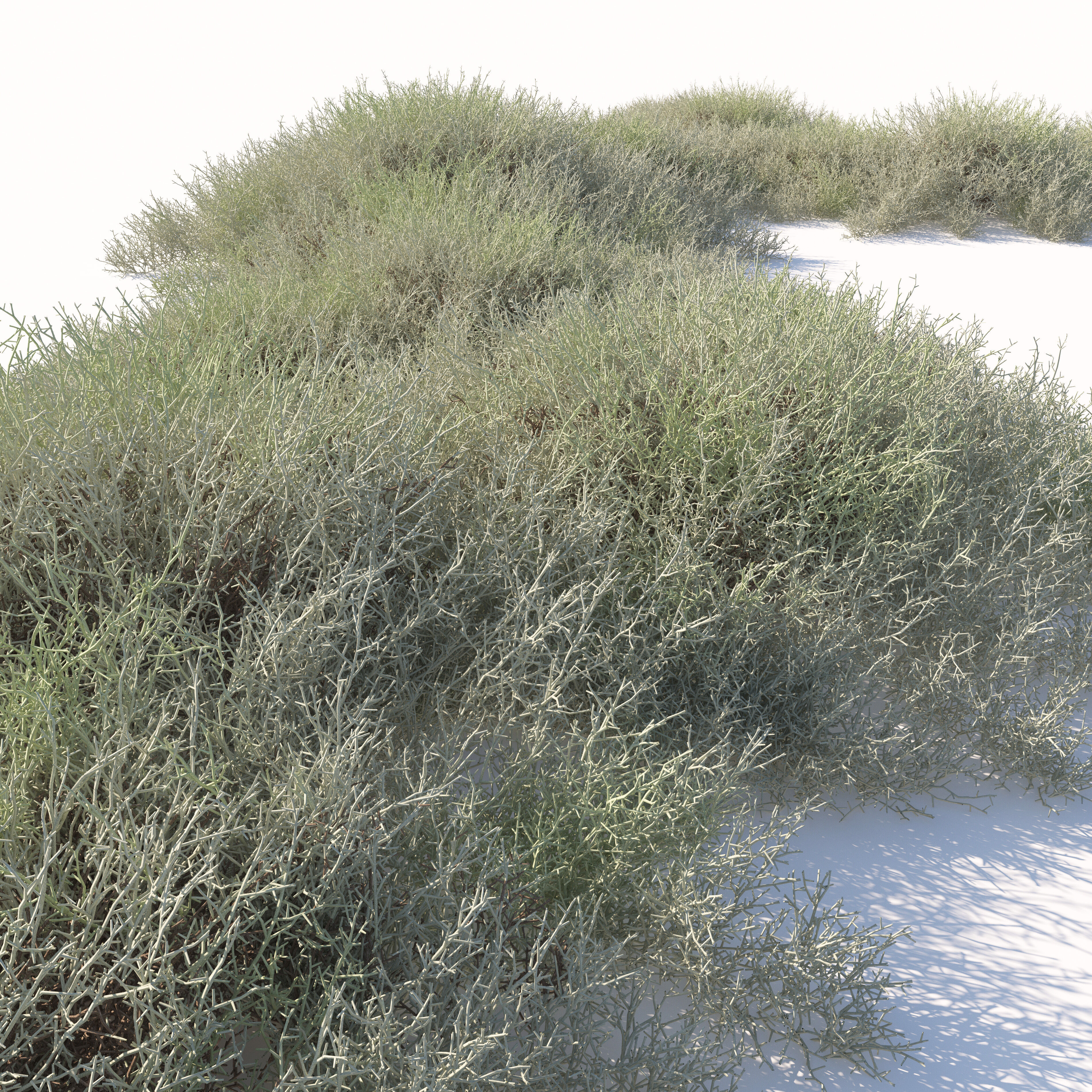 Leucophyta 3D model_3