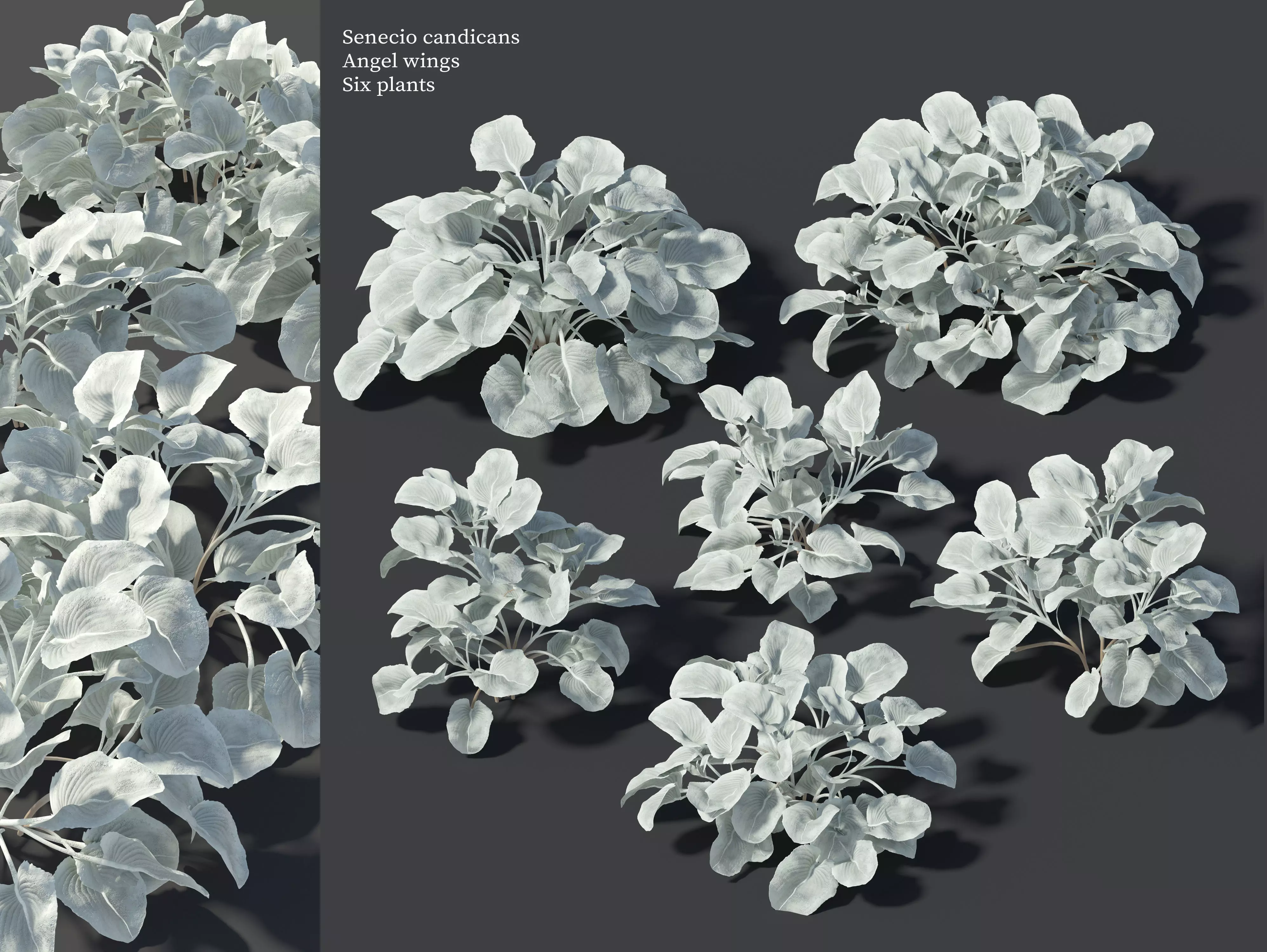 Senecio candicans 3D model