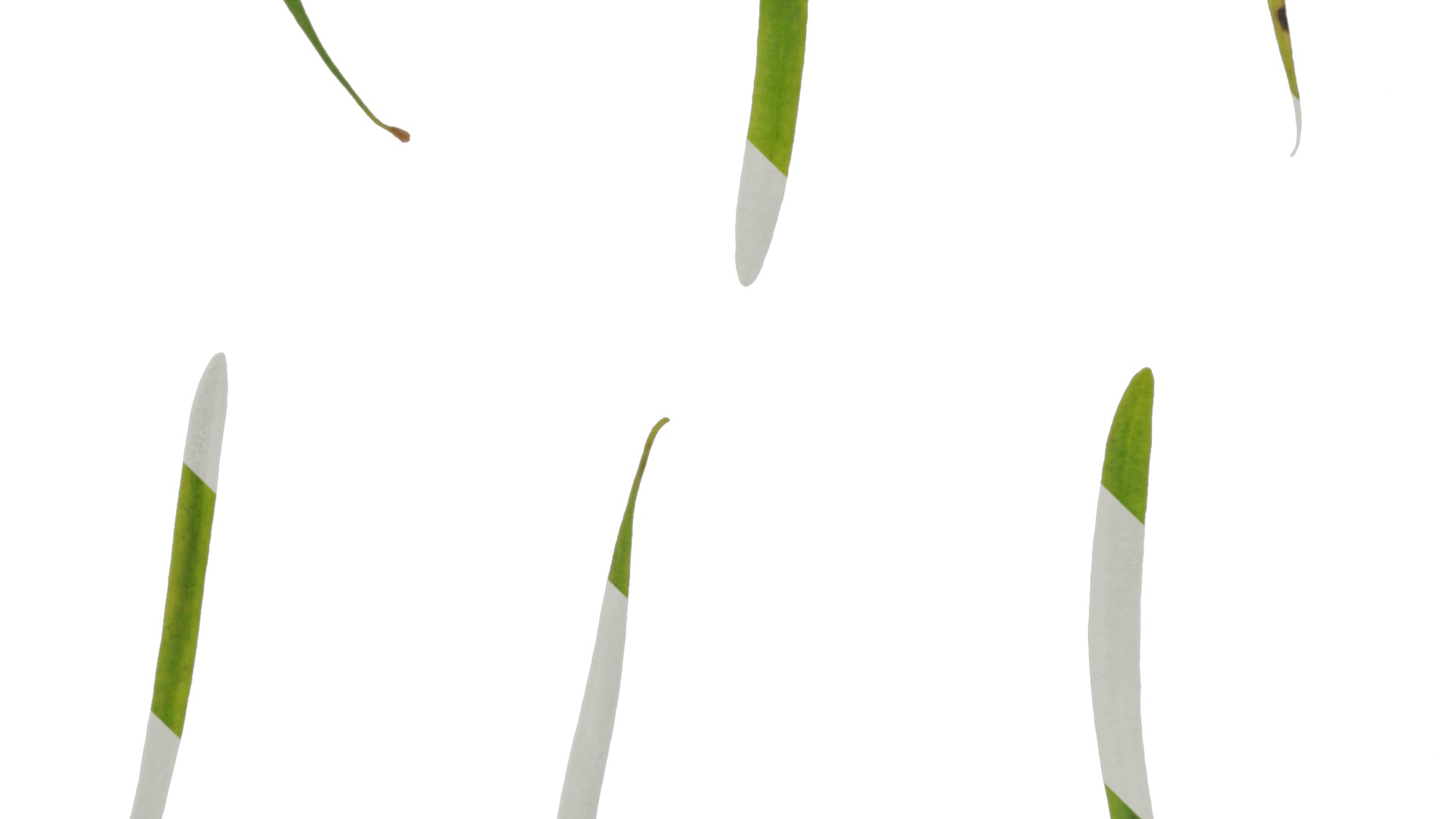 Anydrafts Pseudolarix amabilis Leaf 01 Texture_4