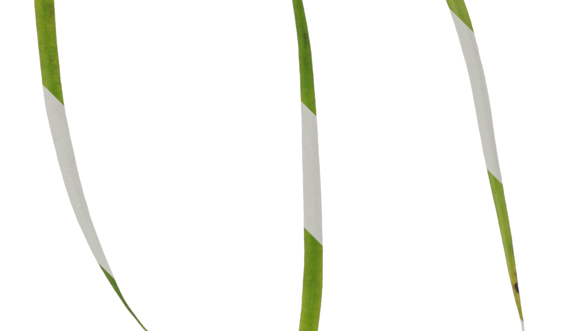 Anydrafts Pseudolarix amabilis Leaf 01 Texture_2