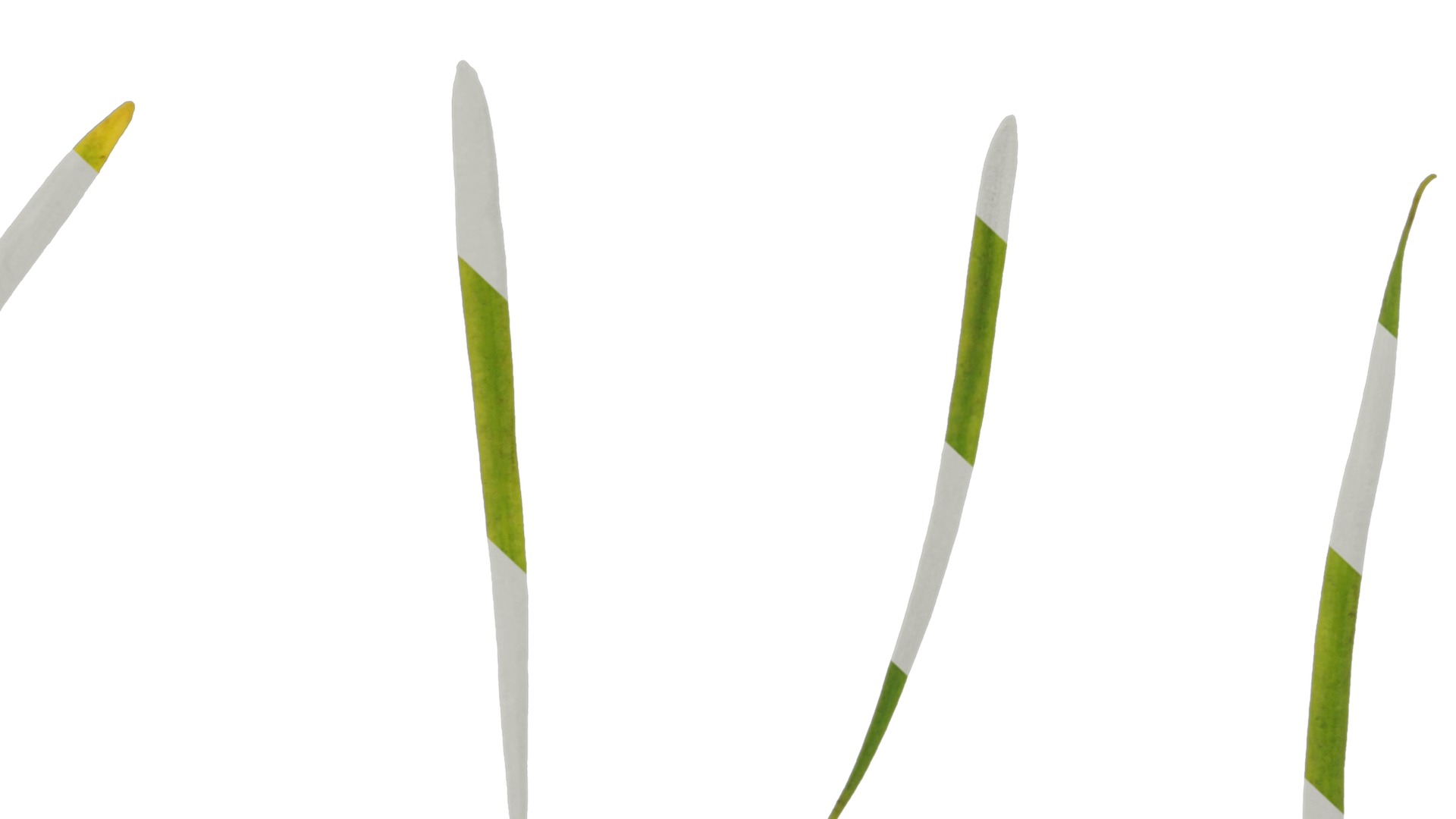 Anydrafts Pseudolarix amabilis Leaf 01 Texture_7