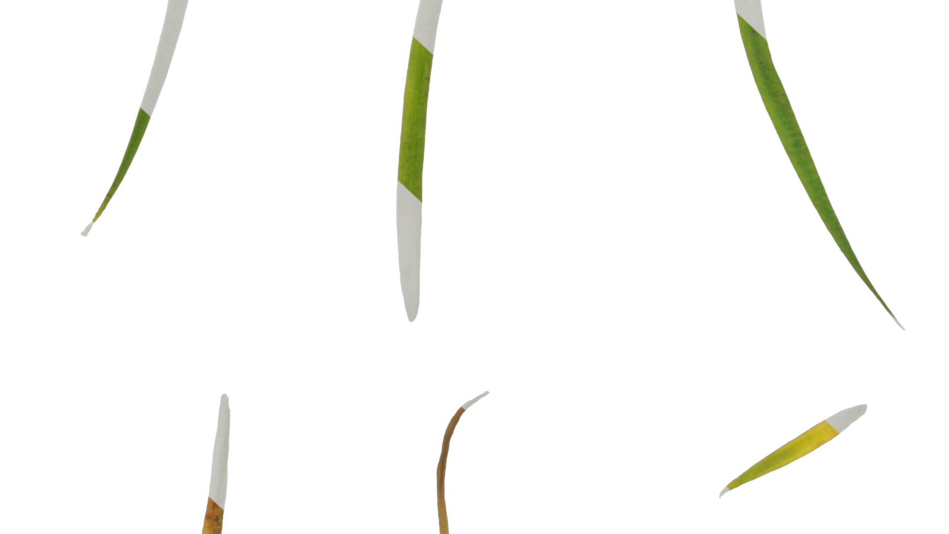 Anydrafts Pseudolarix amabilis Leaf 01 Texture_6