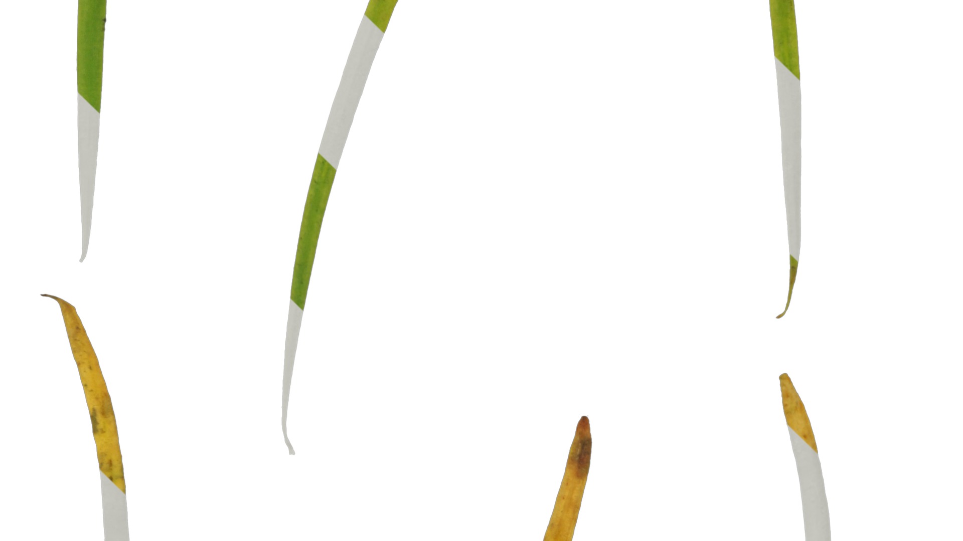 Anydrafts Pseudolarix amabilis Leaf 01 Texture_5