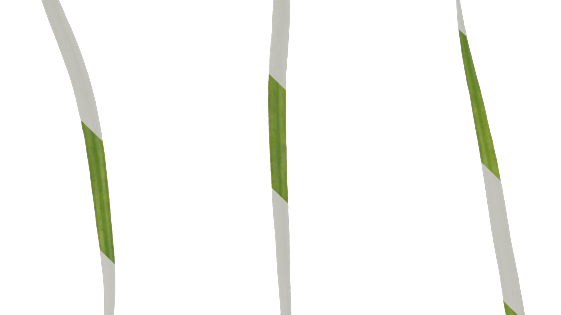 Anydrafts Pseudolarix amabilis Leaf 01 Texture_1