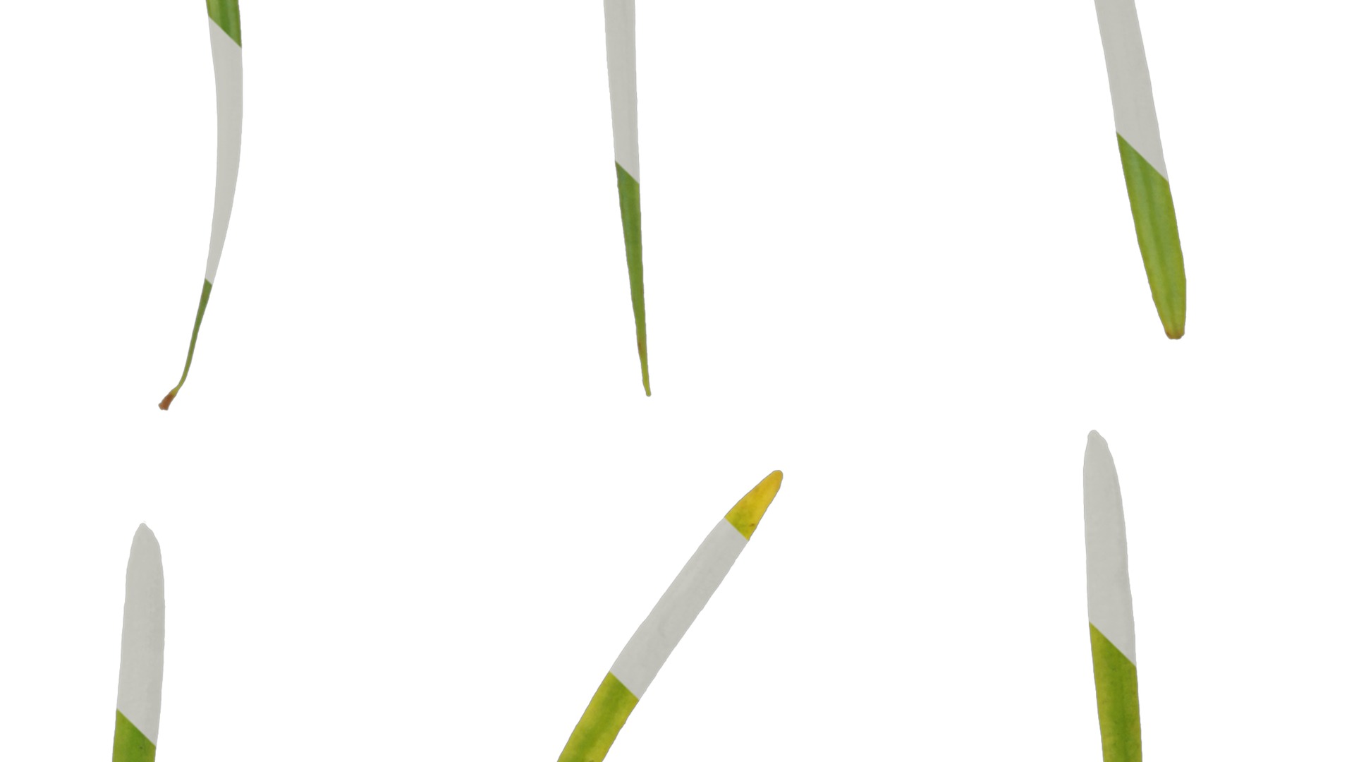 Anydrafts Pseudolarix amabilis Leaf 01 Texture_3