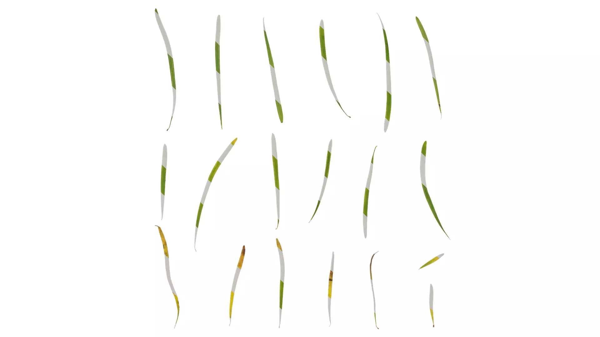 Anydrafts Pseudolarix amabilis Leaf 01 Texture_0