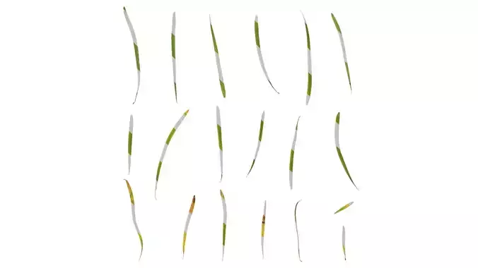 Anydrafts Pseudolarix amabilis Leaf 01