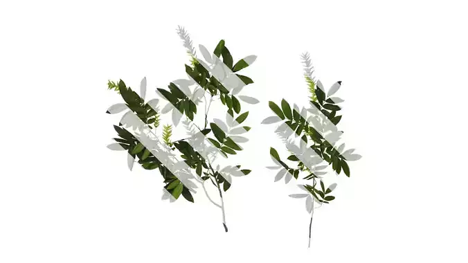 Anydrafts Pterocarya stenoptera Atlas 04