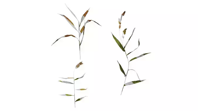 Anydrafts Chasmanthium latifolium Atlas 04