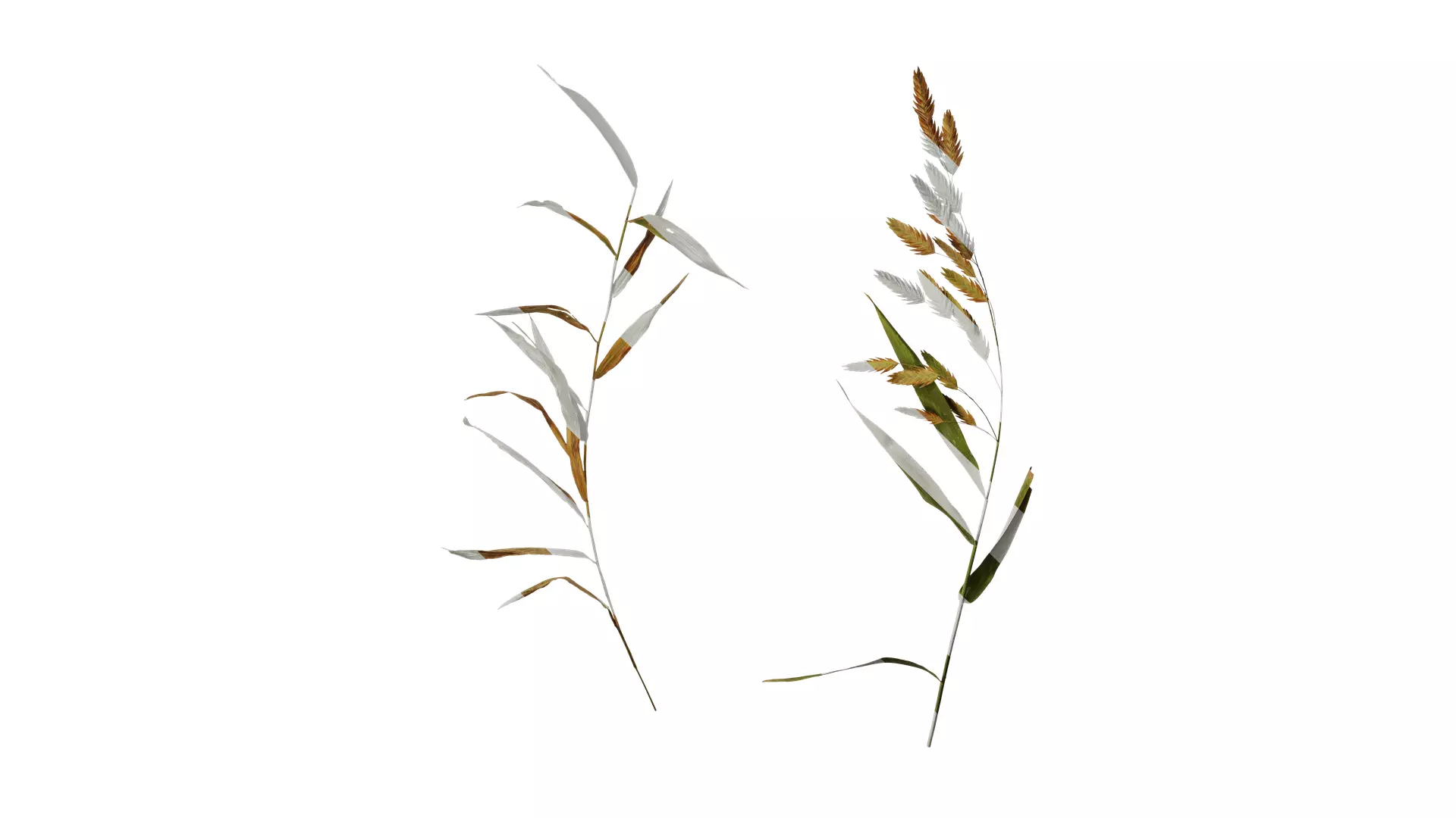 Anydrafts Chasmanthium latifolium Atlas 05 Texture_0