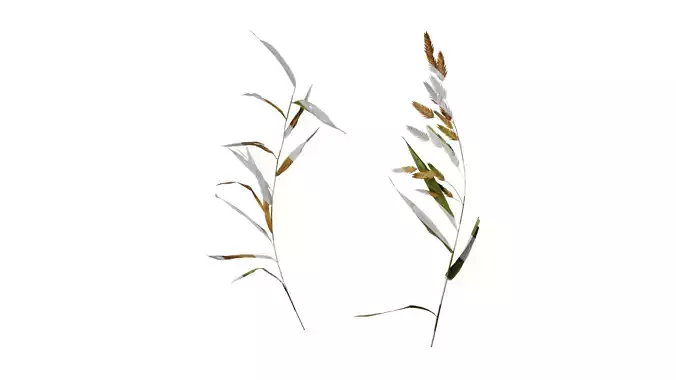 Anydrafts Chasmanthium latifolium Atlas 05