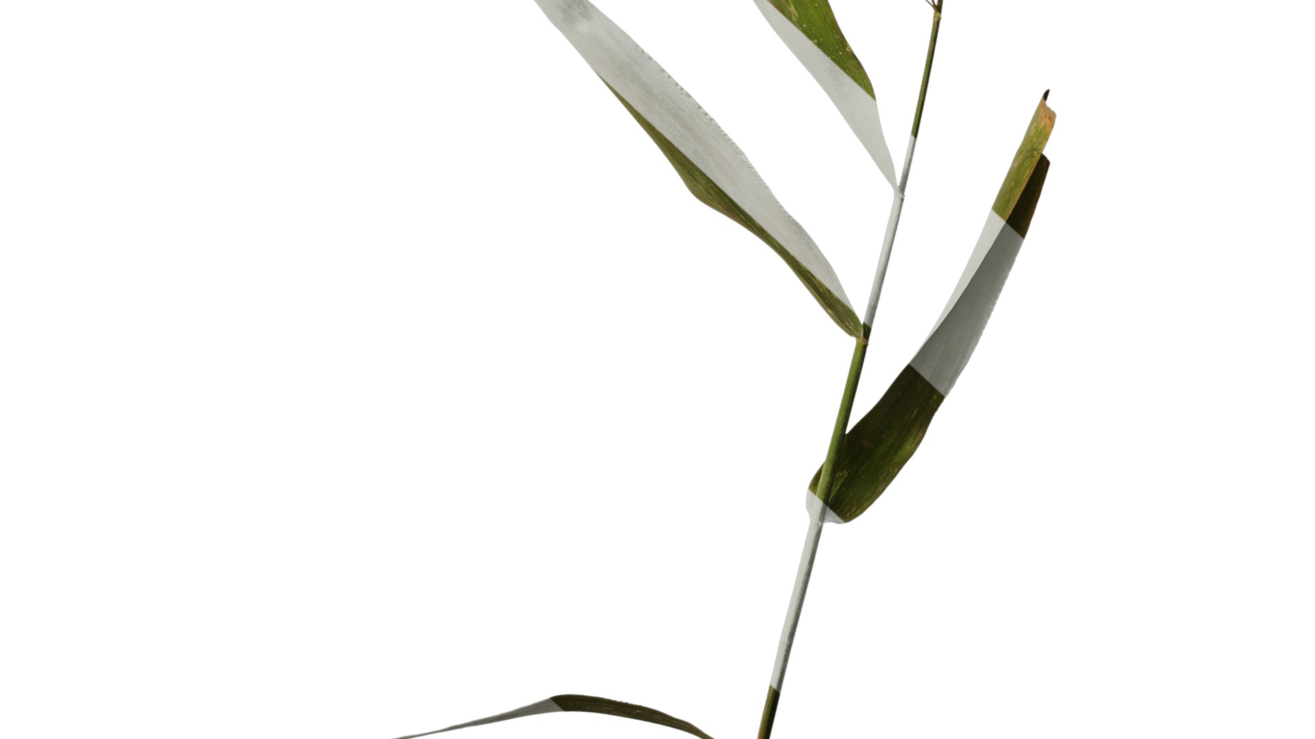 Anydrafts Chasmanthium latifolium Atlas 05 Texture_6