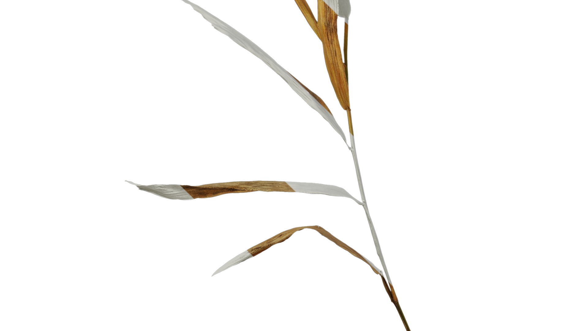 Anydrafts Chasmanthium latifolium Atlas 05 Texture_5