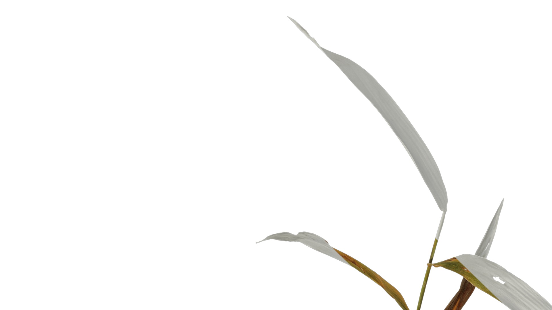 Anydrafts Chasmanthium latifolium Atlas 05 Texture_1