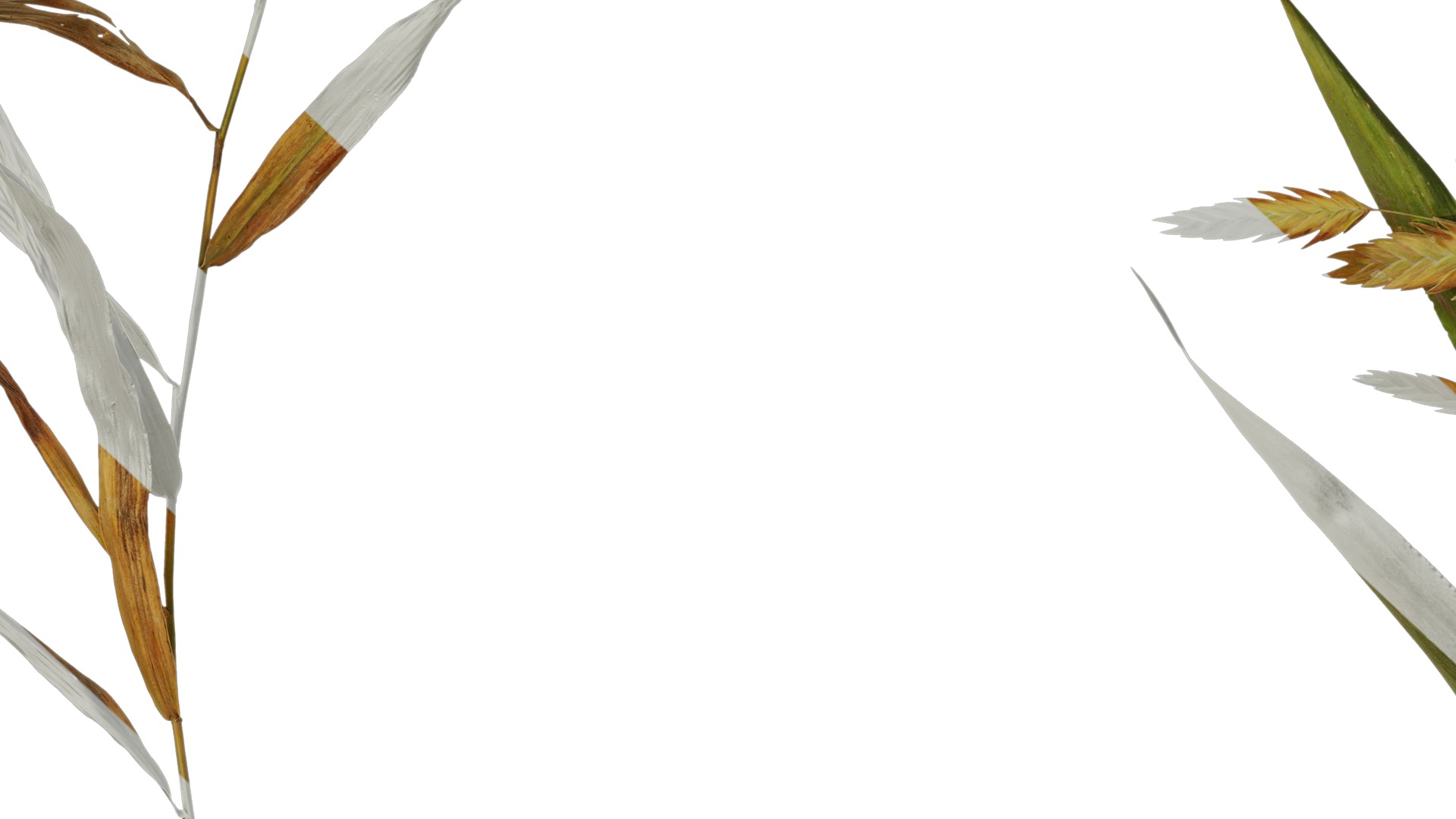 Anydrafts Chasmanthium latifolium Atlas 05 Texture_7